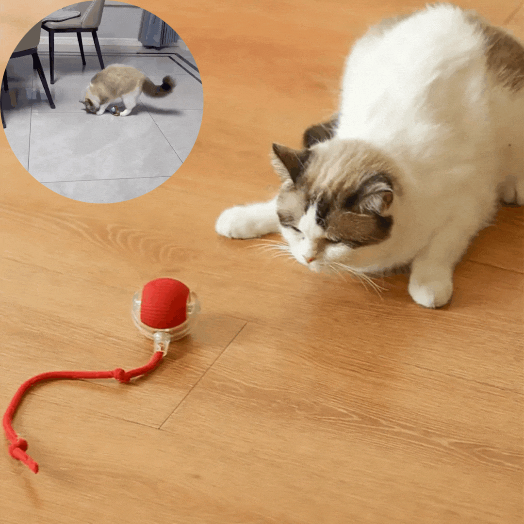 KittyBall - interaktywna piłeczka dla kotka